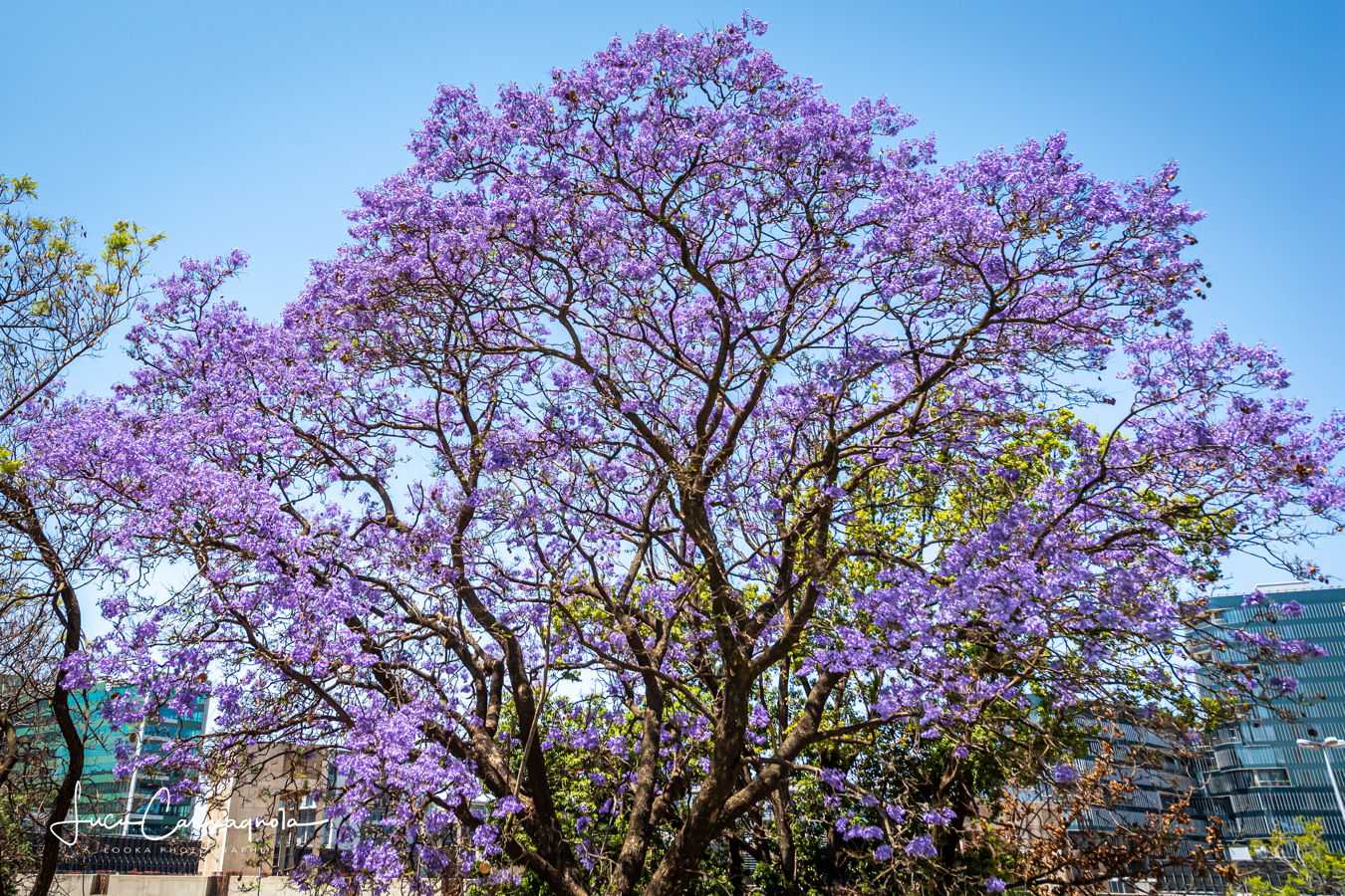 Afrique du Sud 2019 025