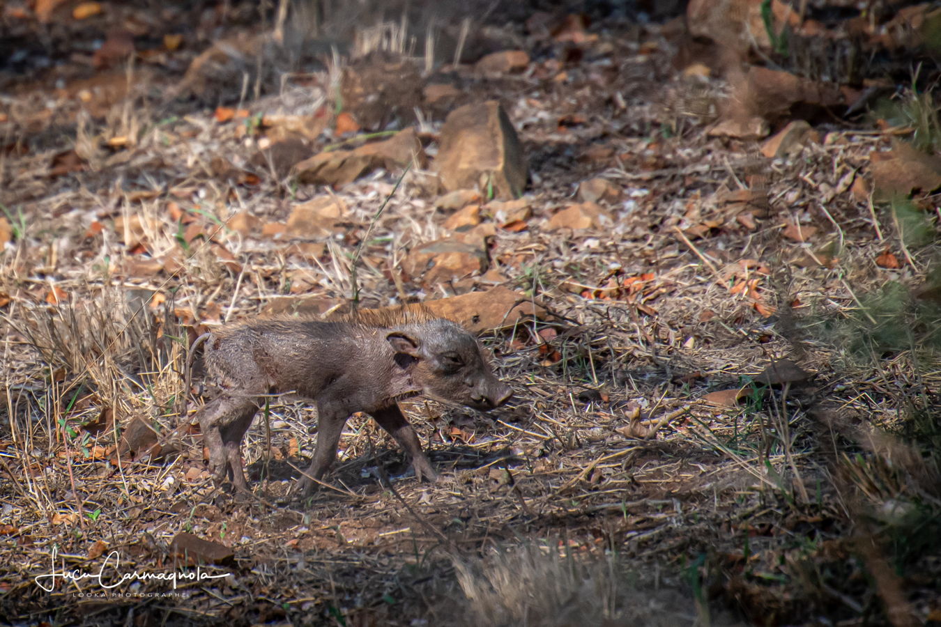 Afrique du Sud 2019 560