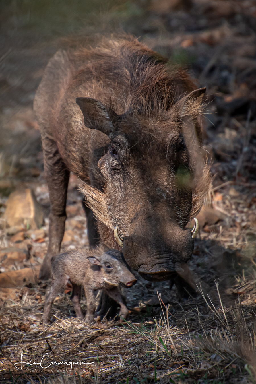 Afrique du Sud 2019 563