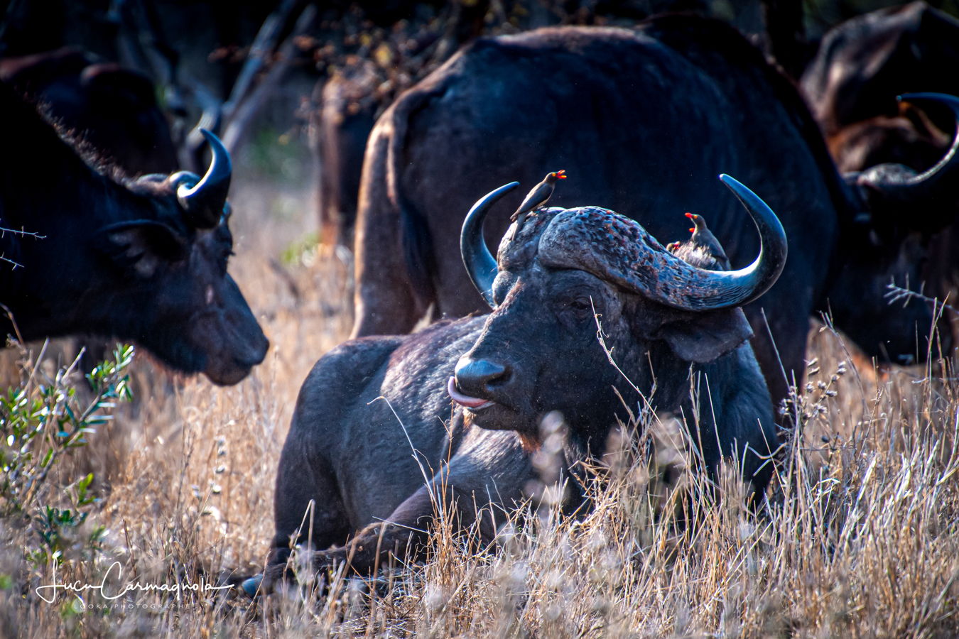 Afrique du Sud 2019 577