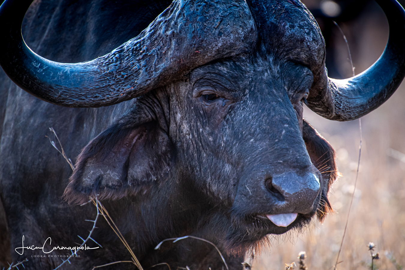 Afrique du Sud 2019 588
