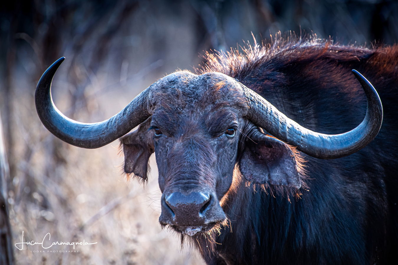 Afrique du Sud 2019 589