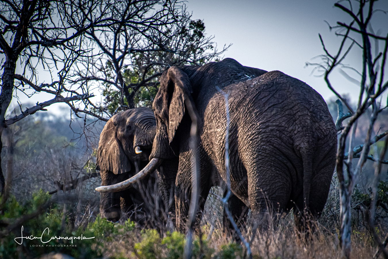 Afrique du Sud 2019 595