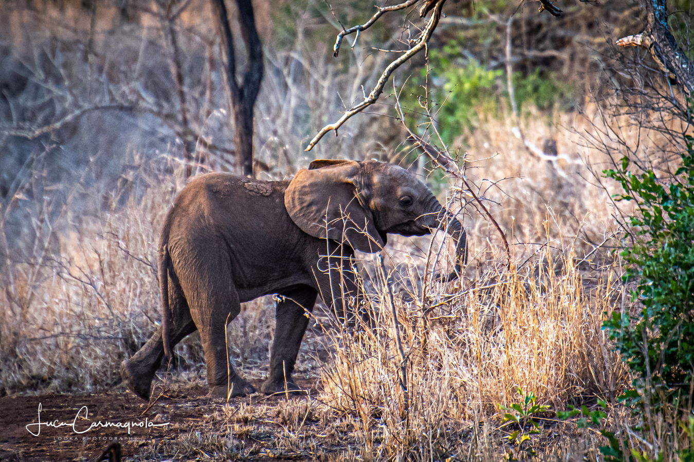Afrique du Sud 2019 597