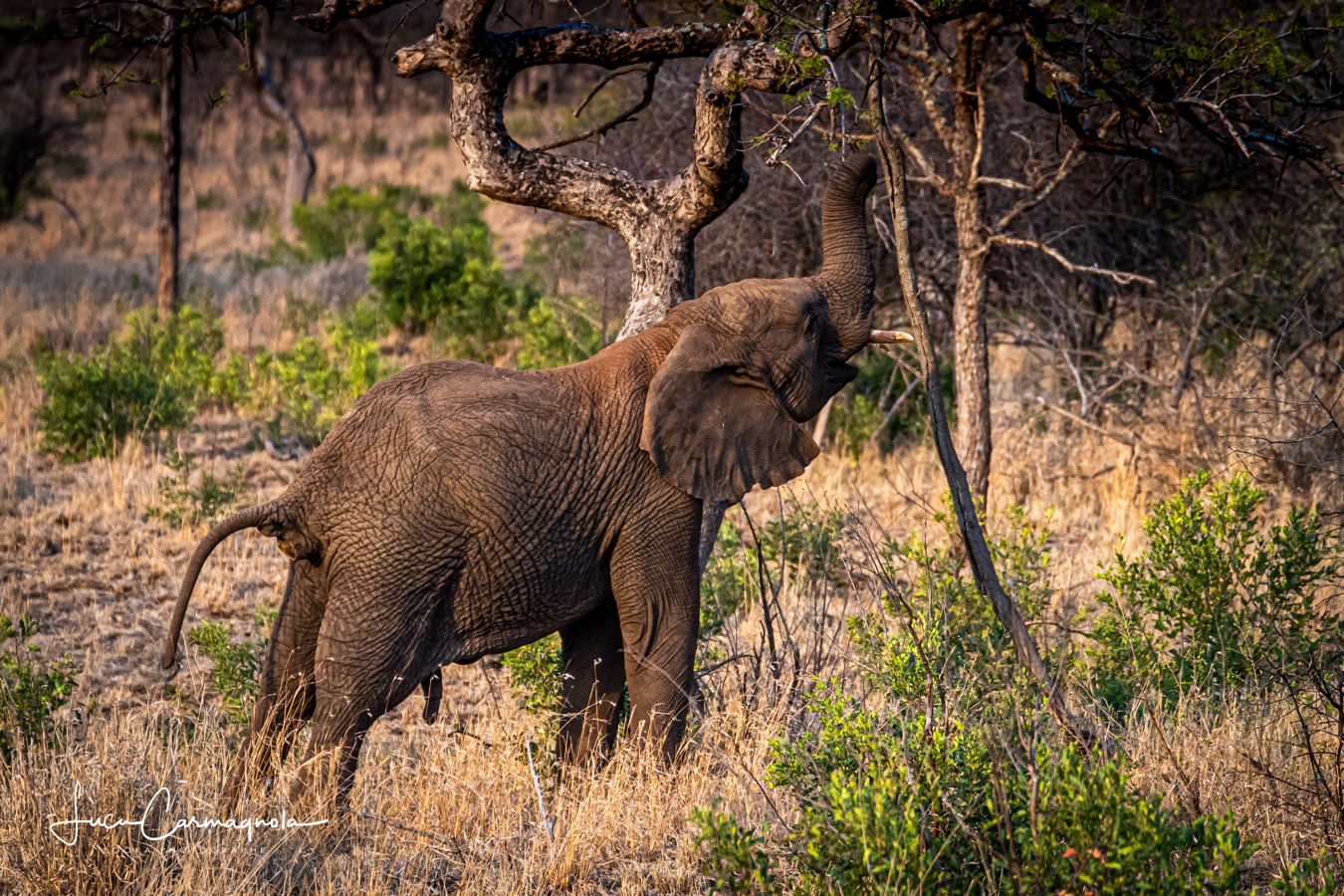 Afrique du Sud 2019 598