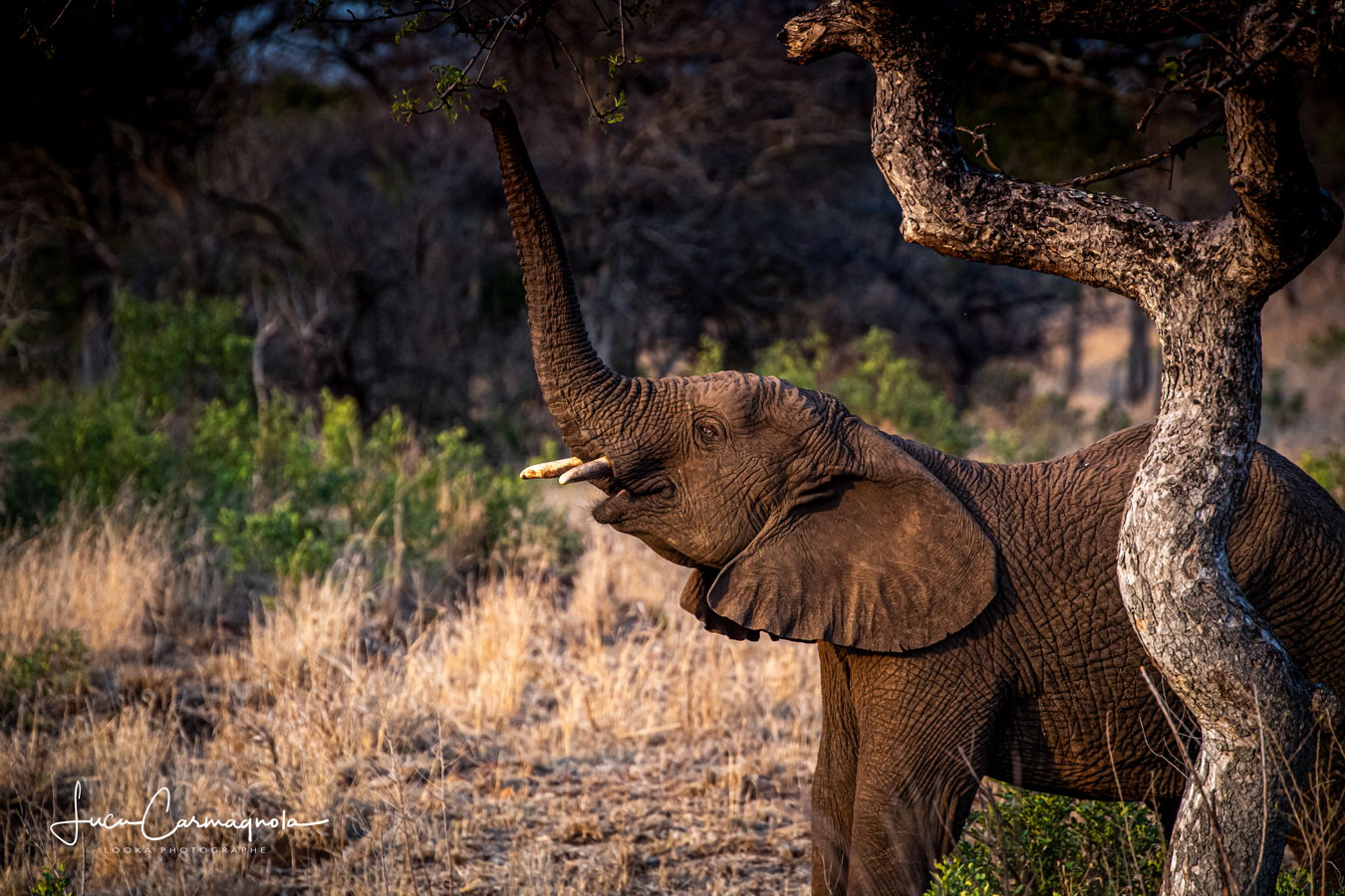 Afrique du Sud 2019 599