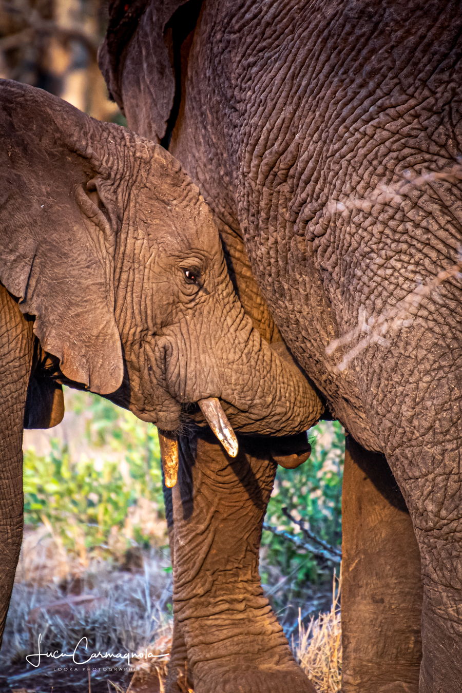 Afrique du Sud 2019 601