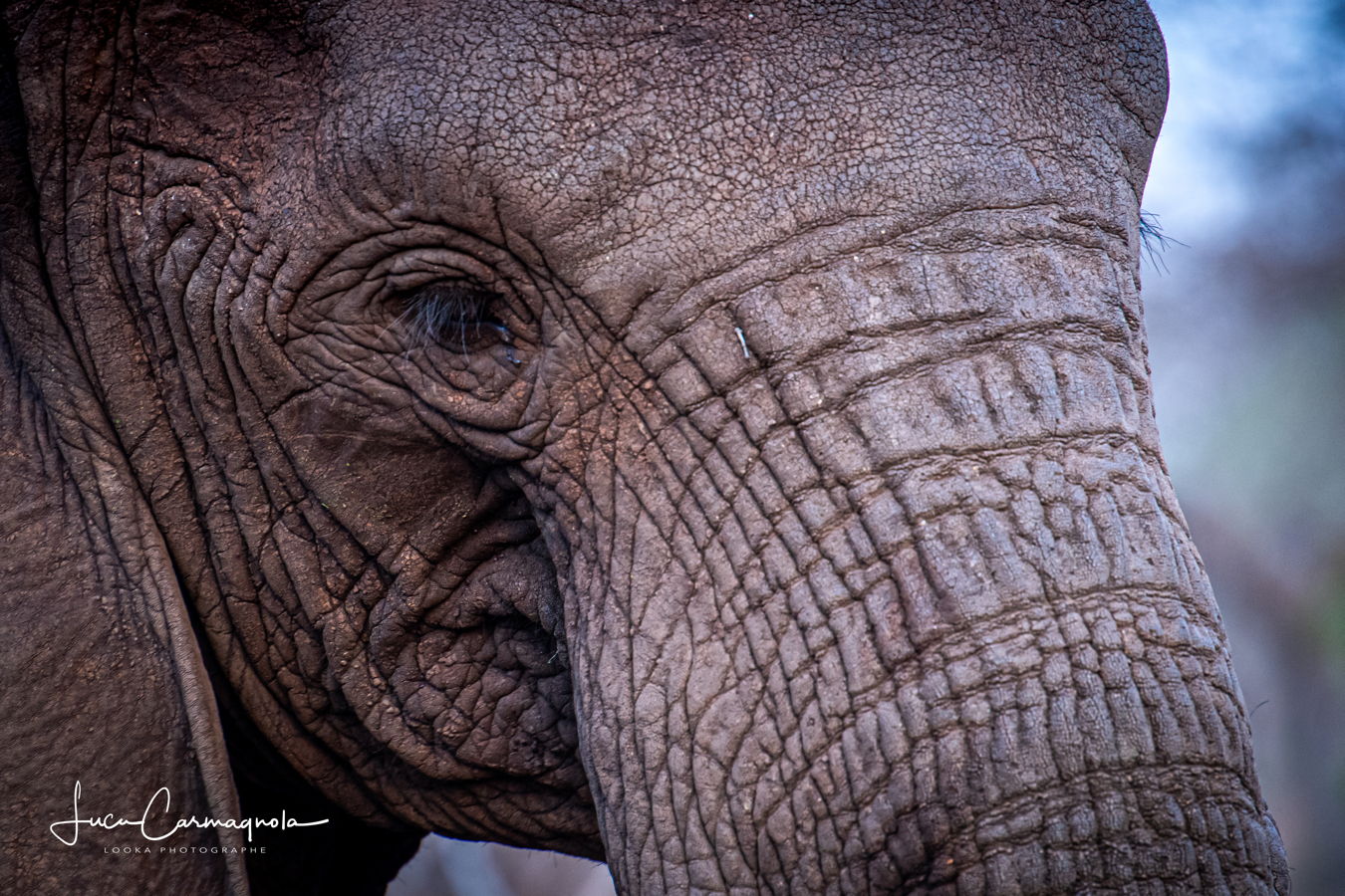 Afrique du Sud 2019 603