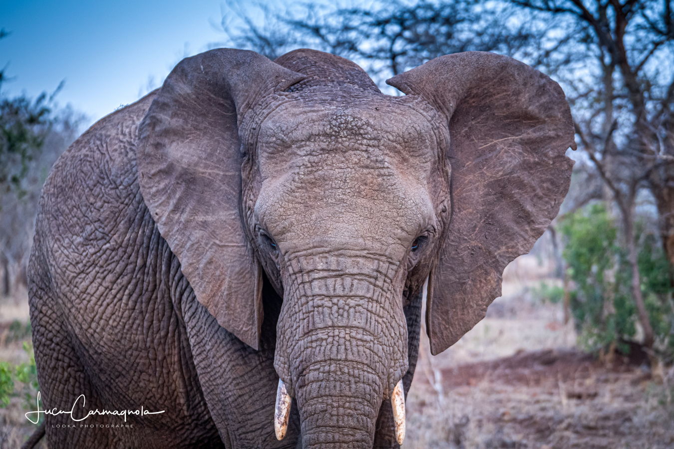 Afrique du Sud 2019 604