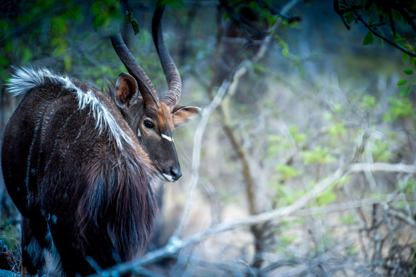Afrique du Sud 2019 606