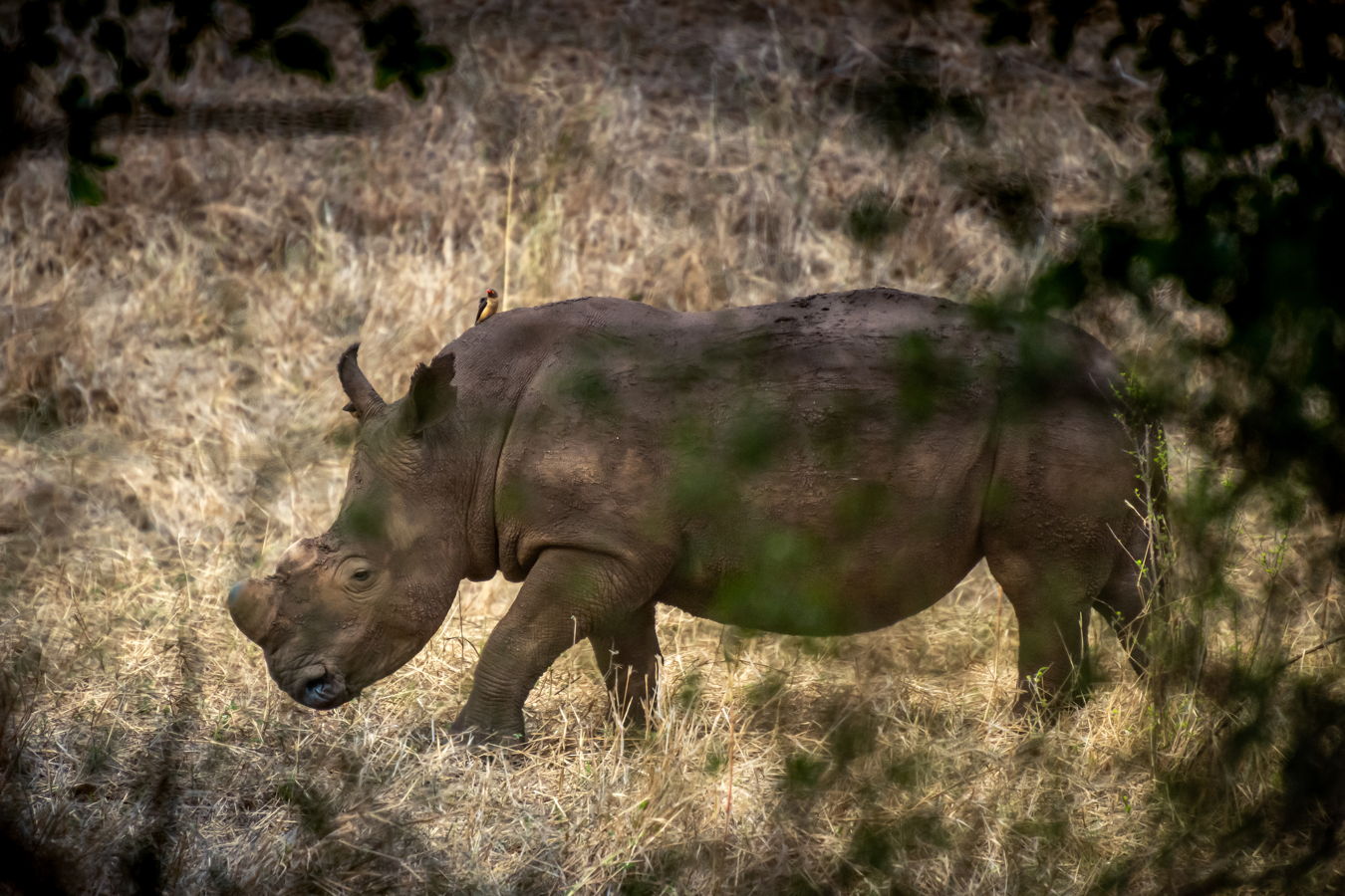 Afrique du Sud 2019 611