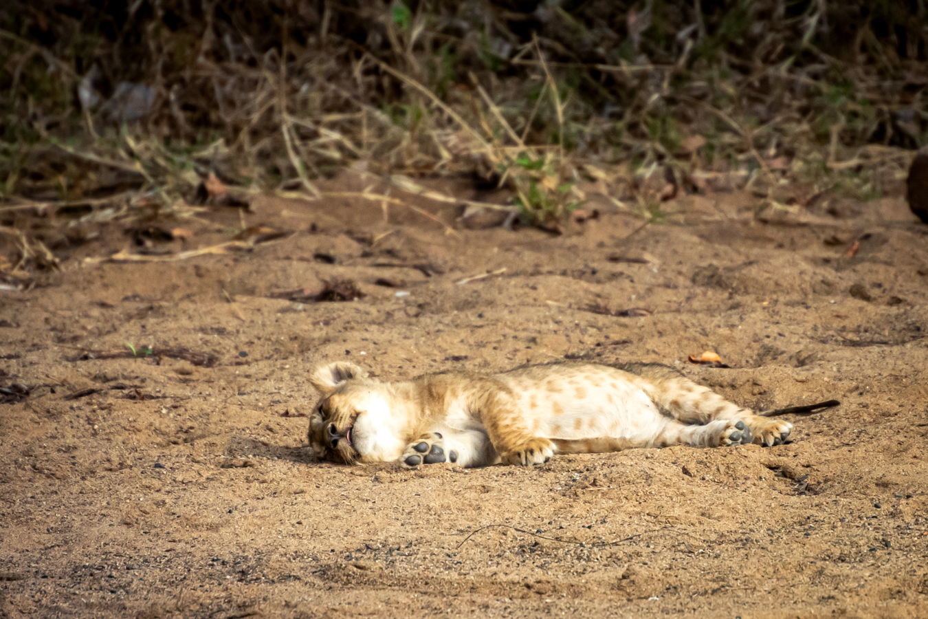 Afrique du Sud 2019 613