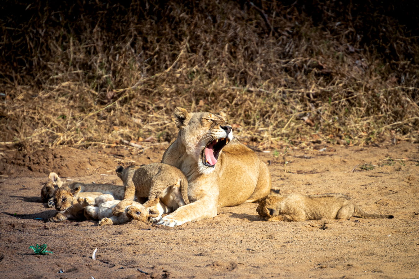 Afrique du Sud 2019 618