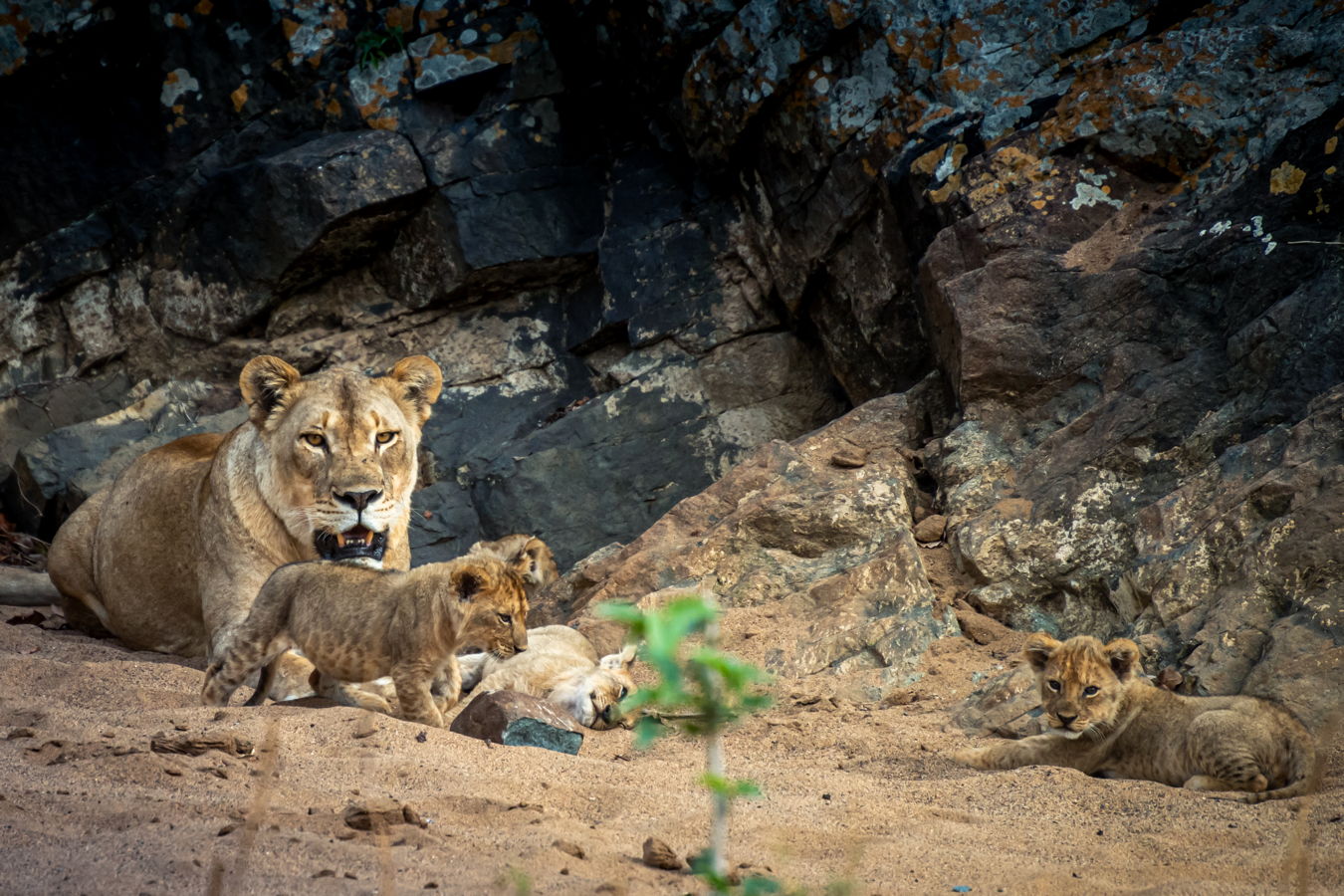 Afrique du Sud 2019 631