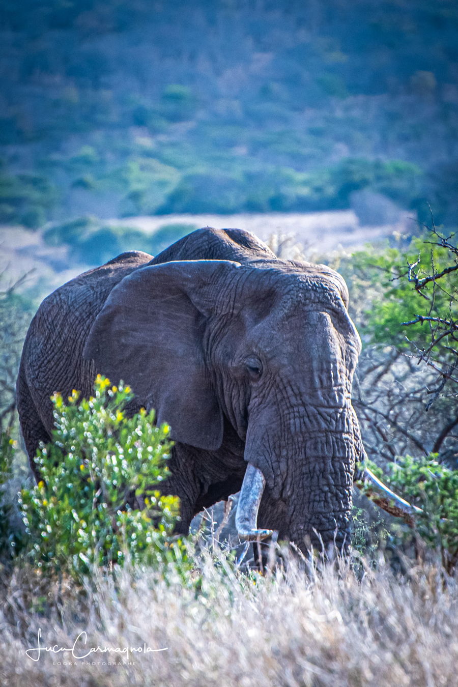 Afrique du Sud 2019 639