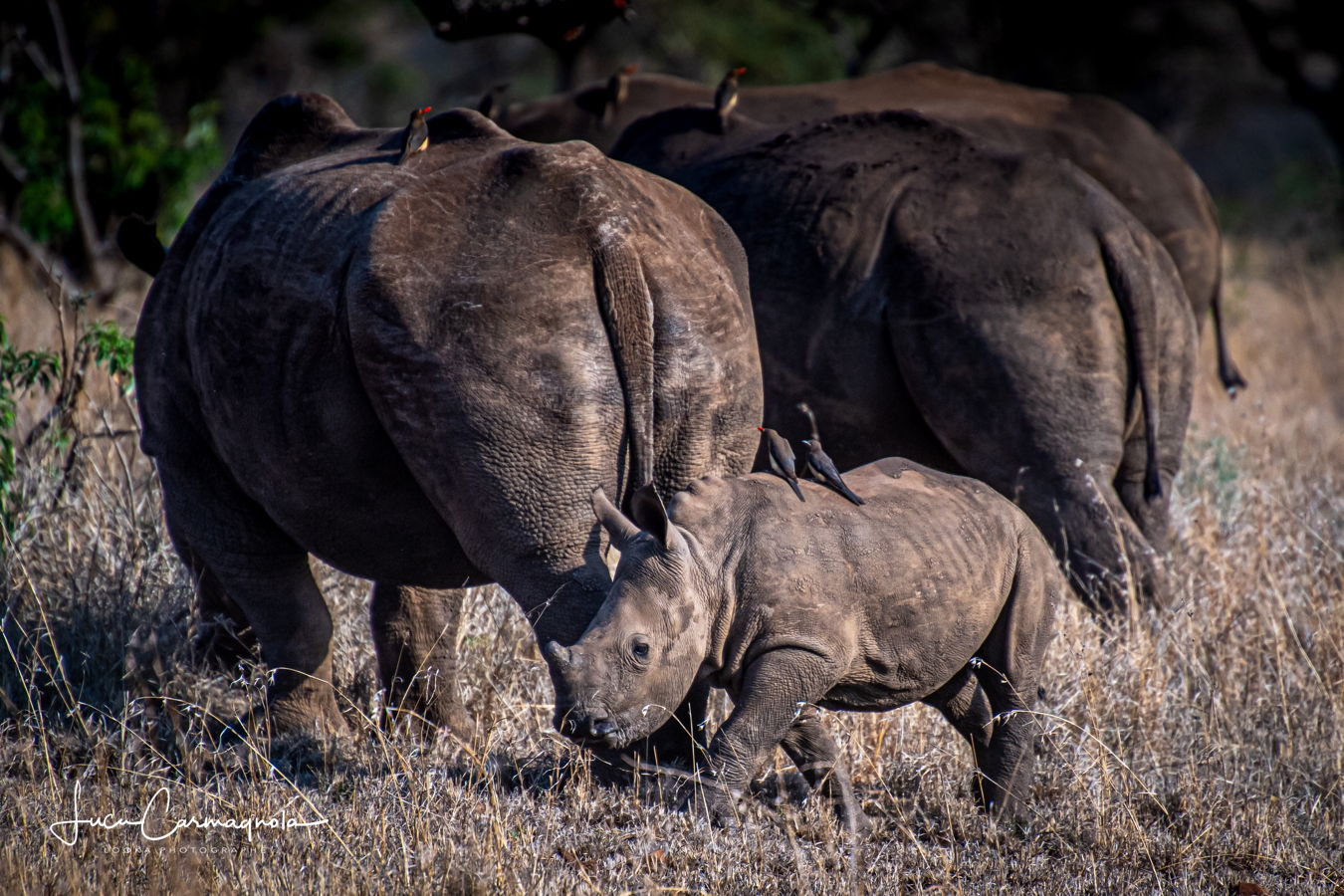 Afrique du Sud 2019 659
