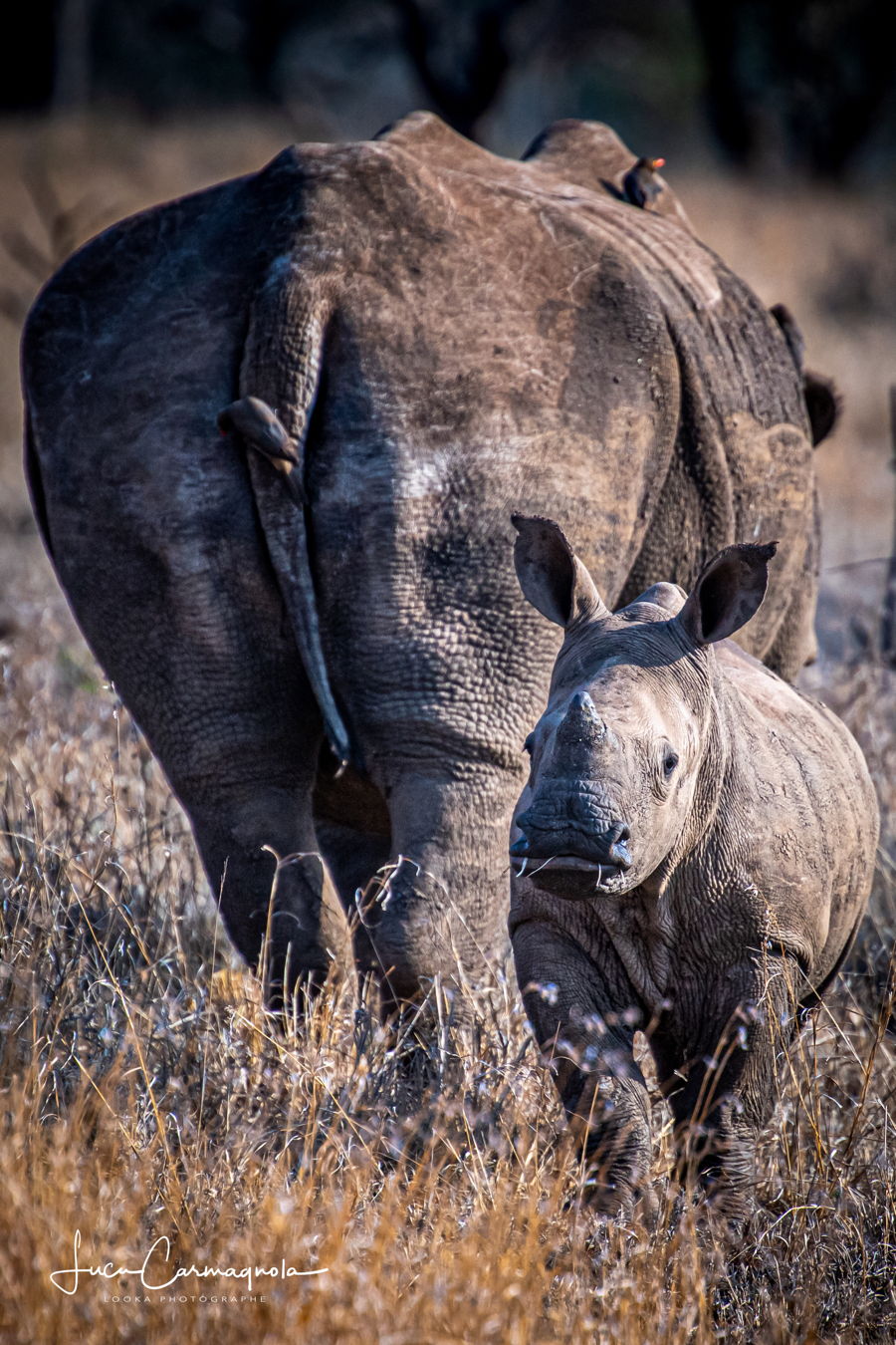 Afrique du Sud 2019 662