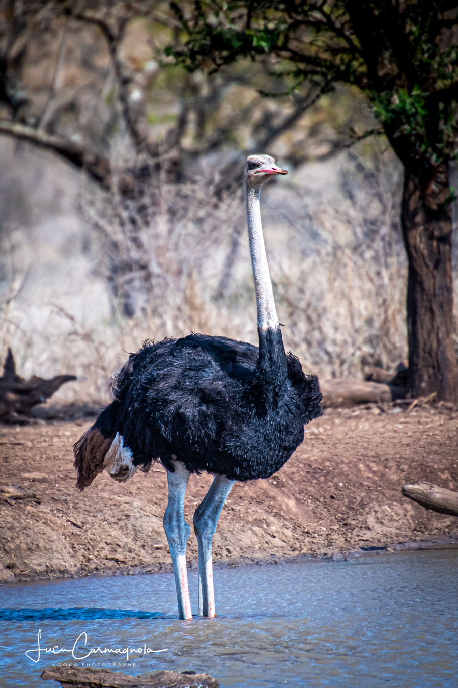 Afrique du Sud 2019 676