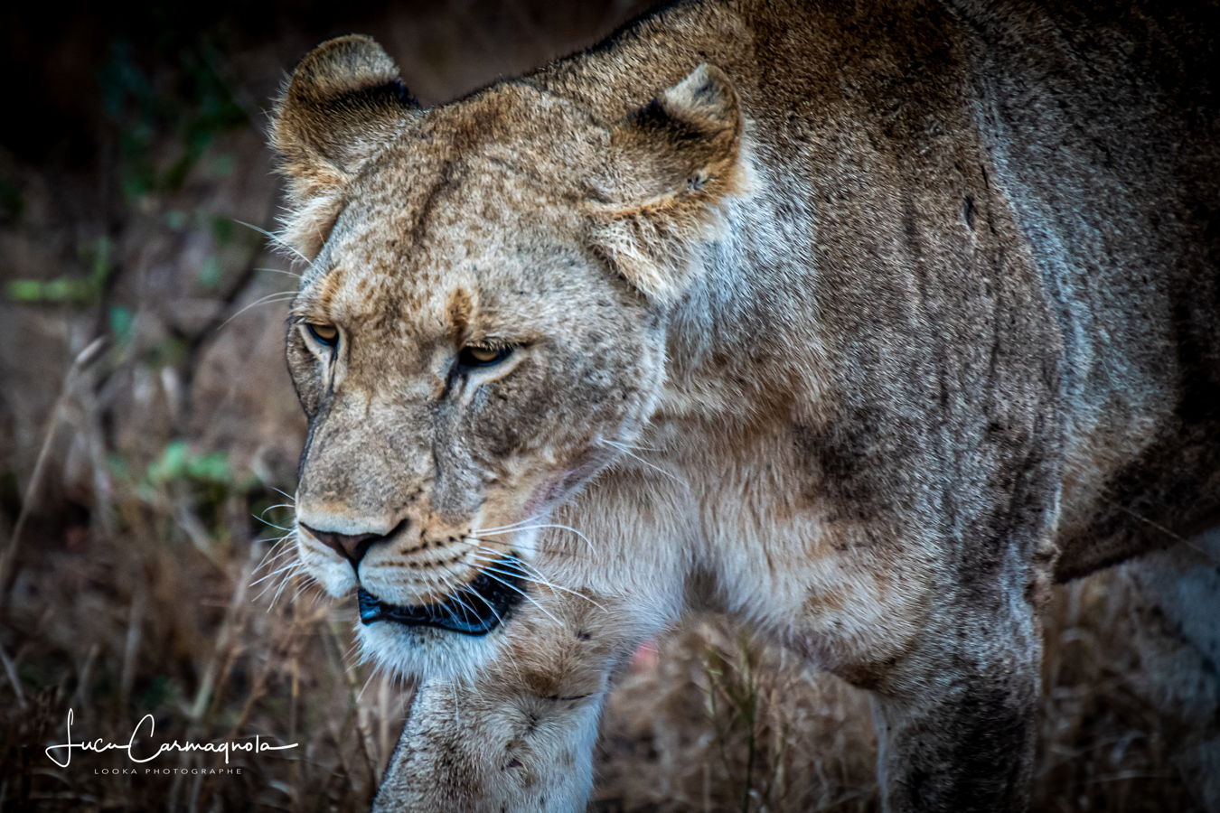 Afrique du Sud 2019 761