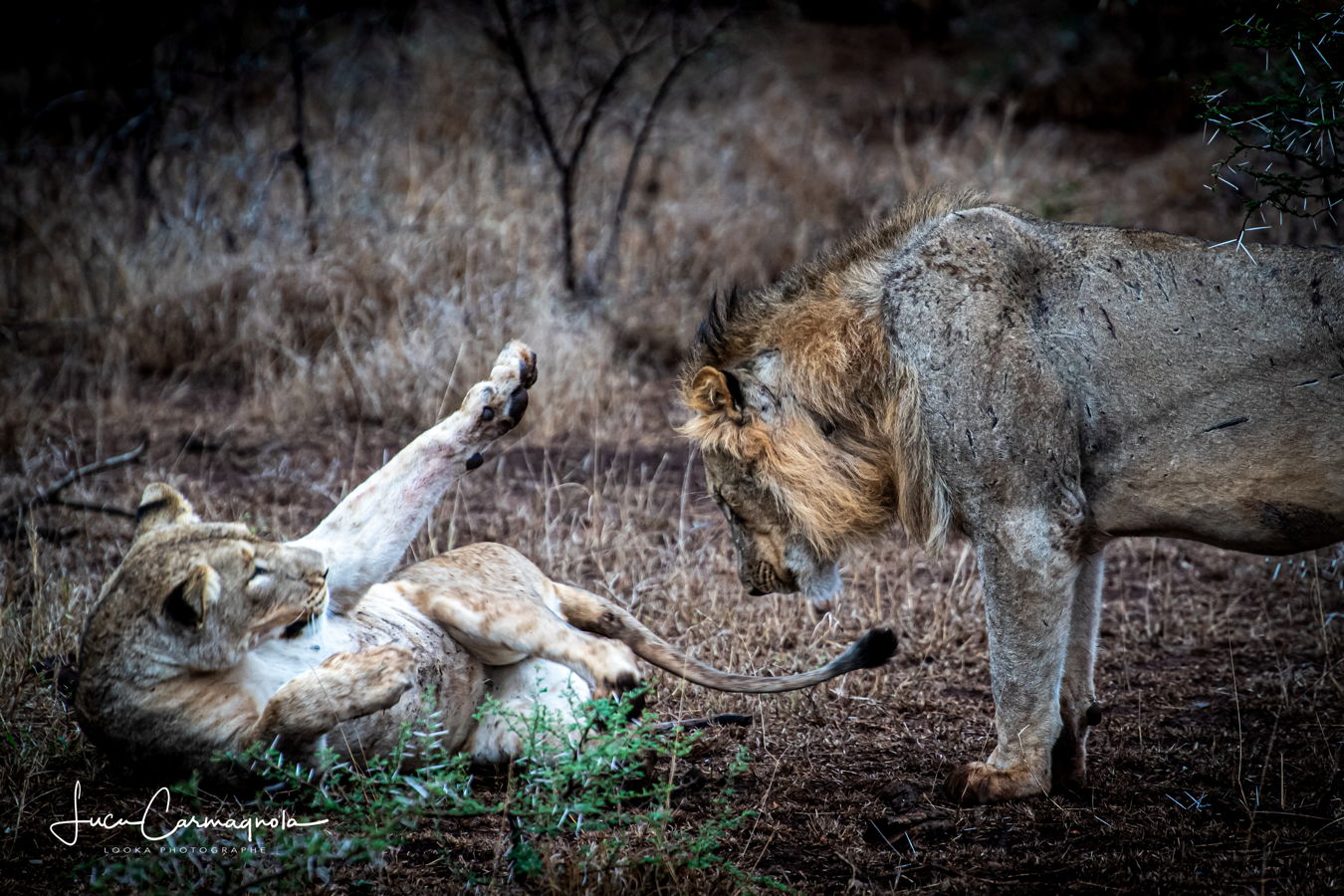 Afrique du Sud 2019 763