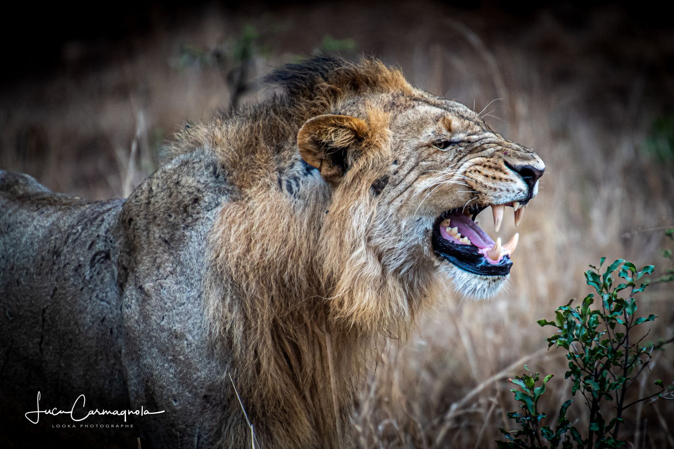 Afrique du Sud 2019 769