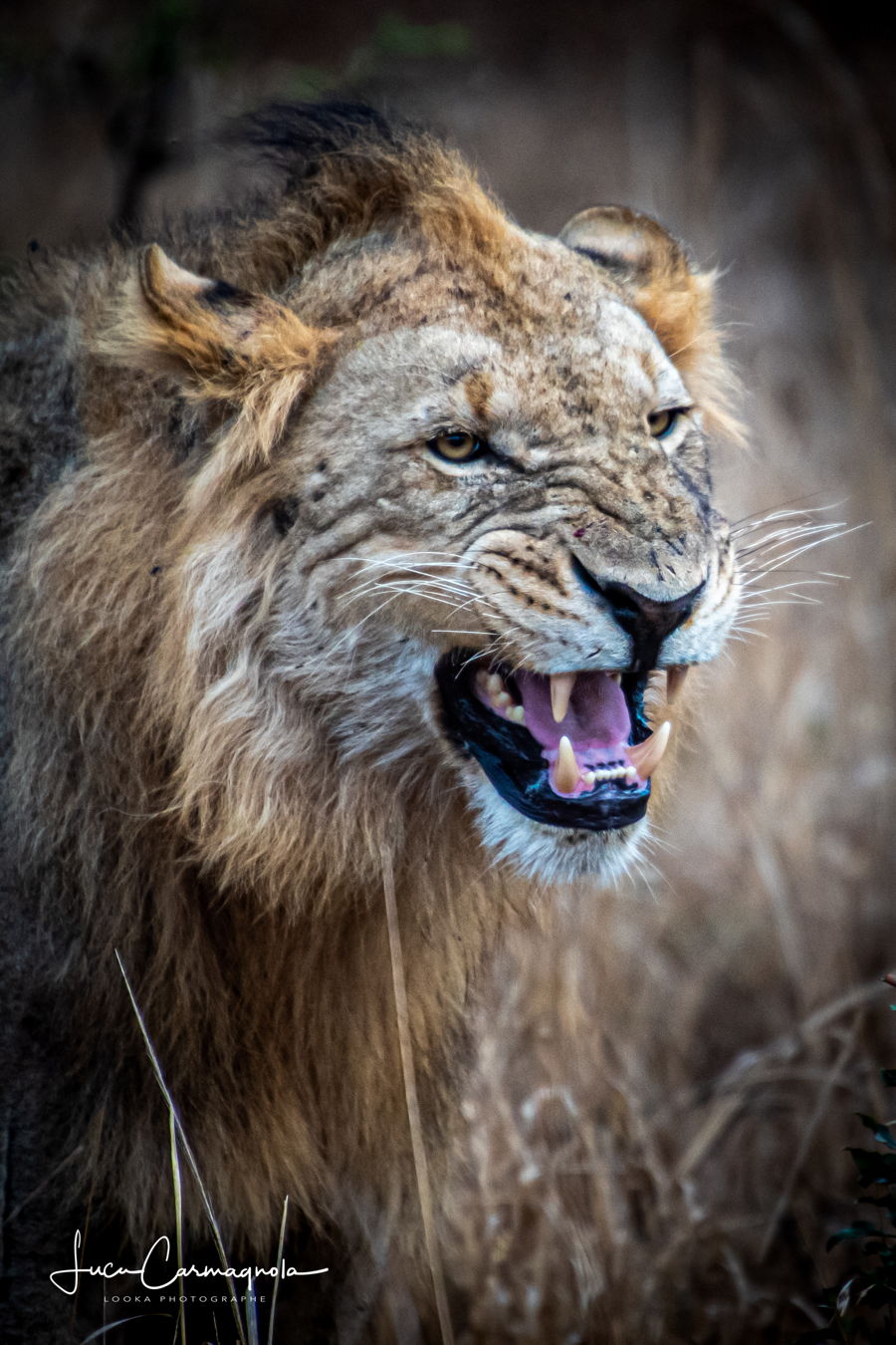 Afrique du Sud 2019 771