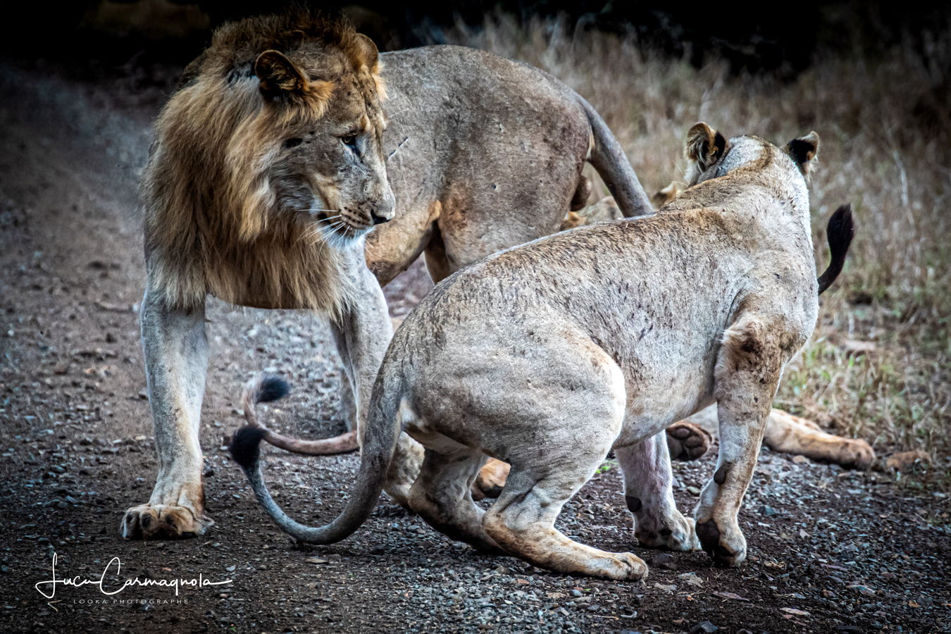 Afrique du Sud 2019 781
