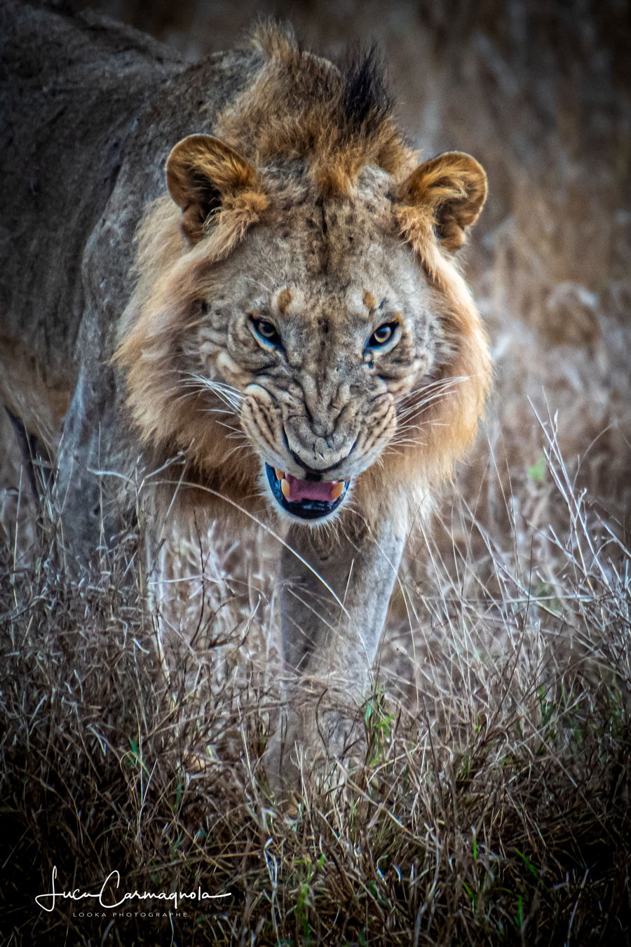 Afrique du Sud 2019 784