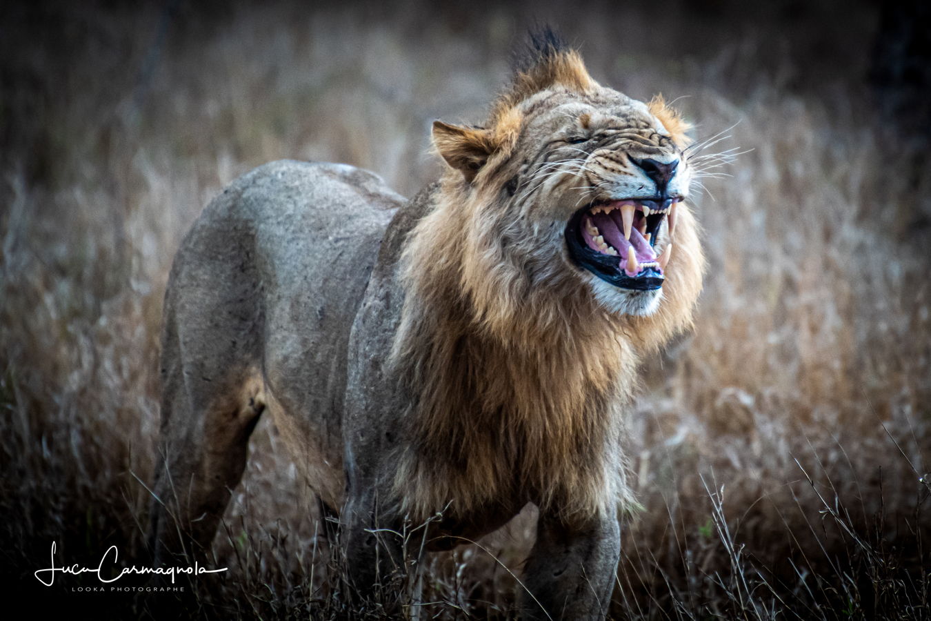 Afrique du Sud 2019 785
