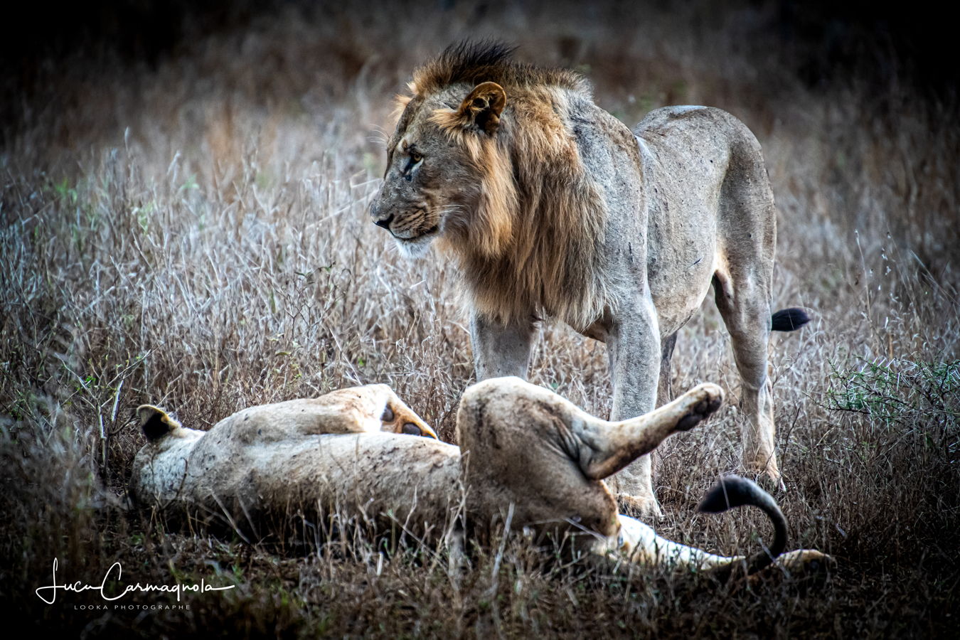 Afrique du Sud 2019 789