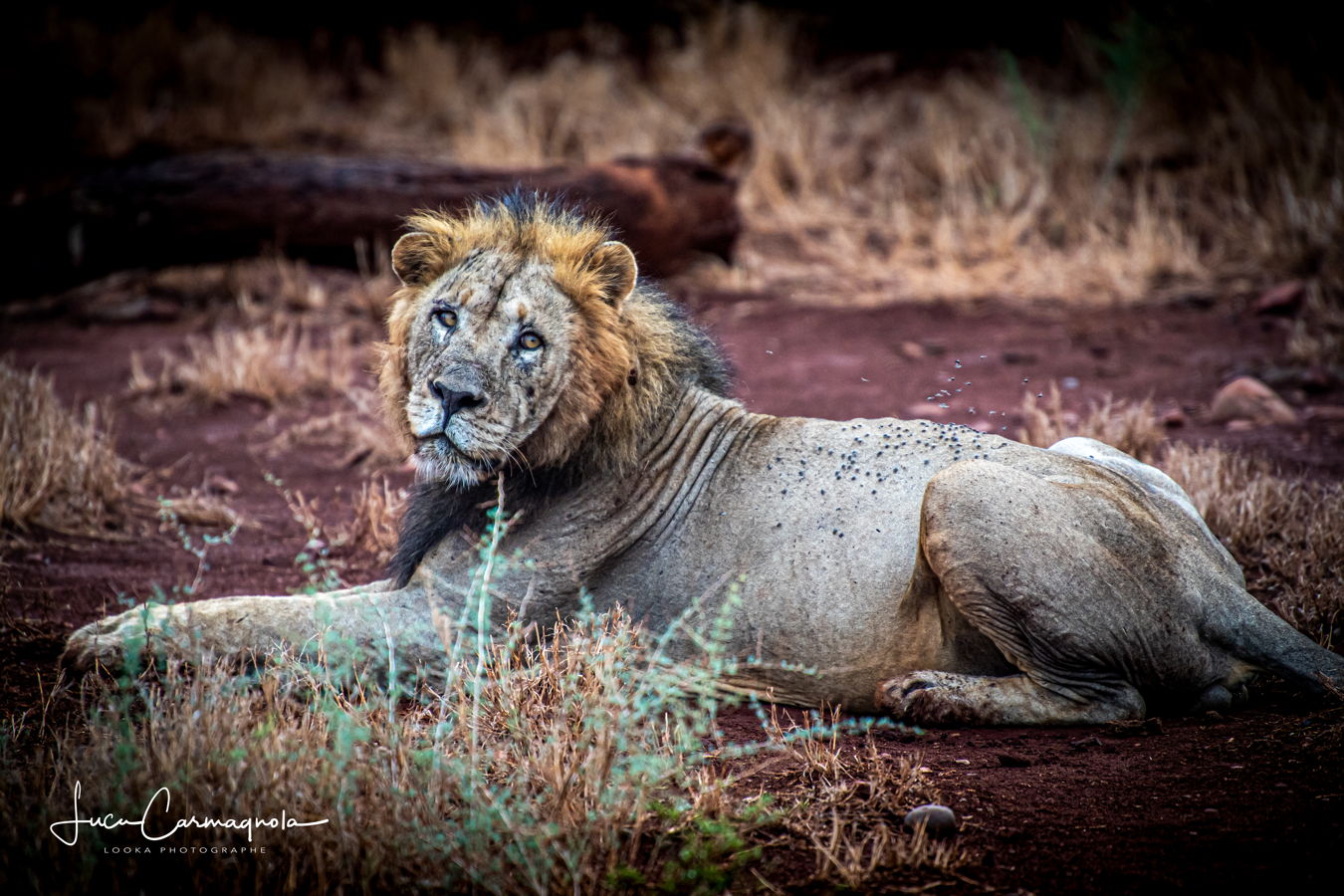 Afrique du Sud 2019 797