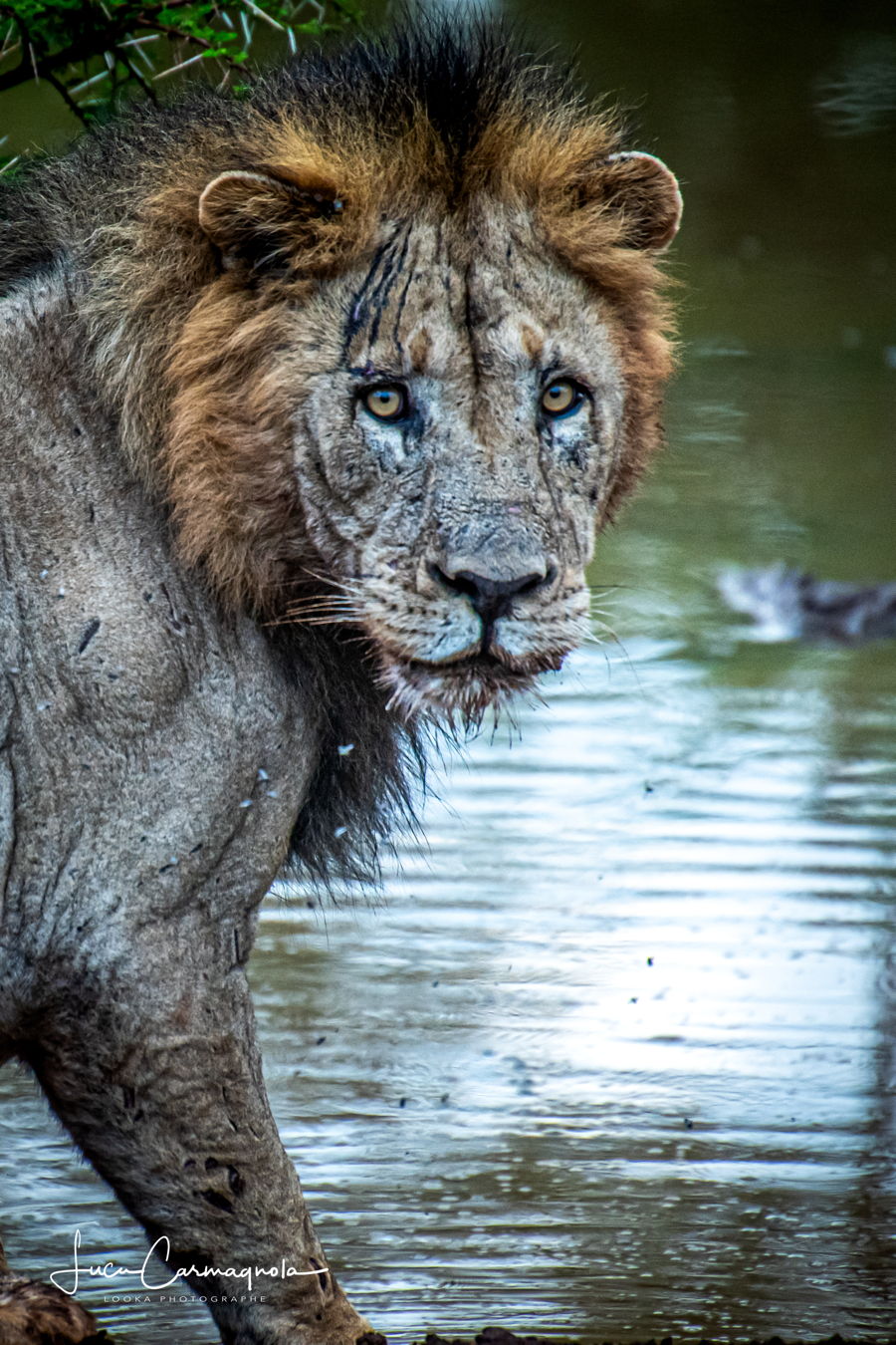 Afrique du Sud 2019 802