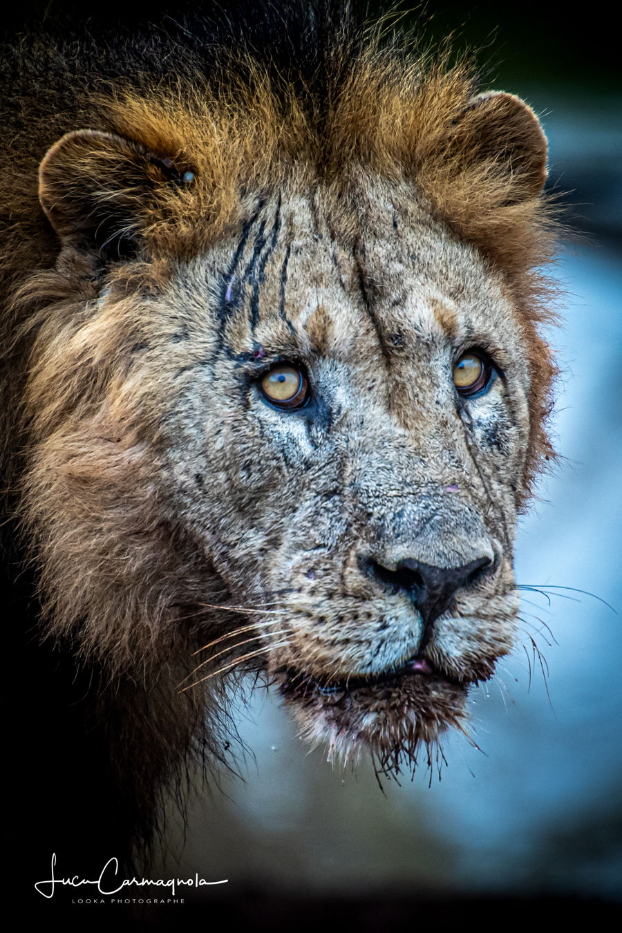 Afrique du Sud 2019 804