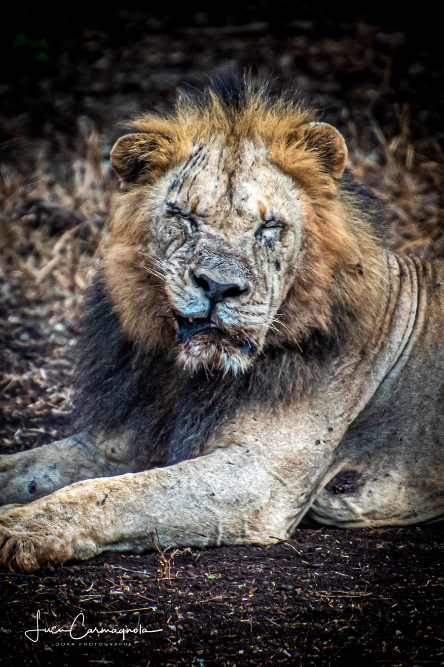 Afrique du Sud 2019 812