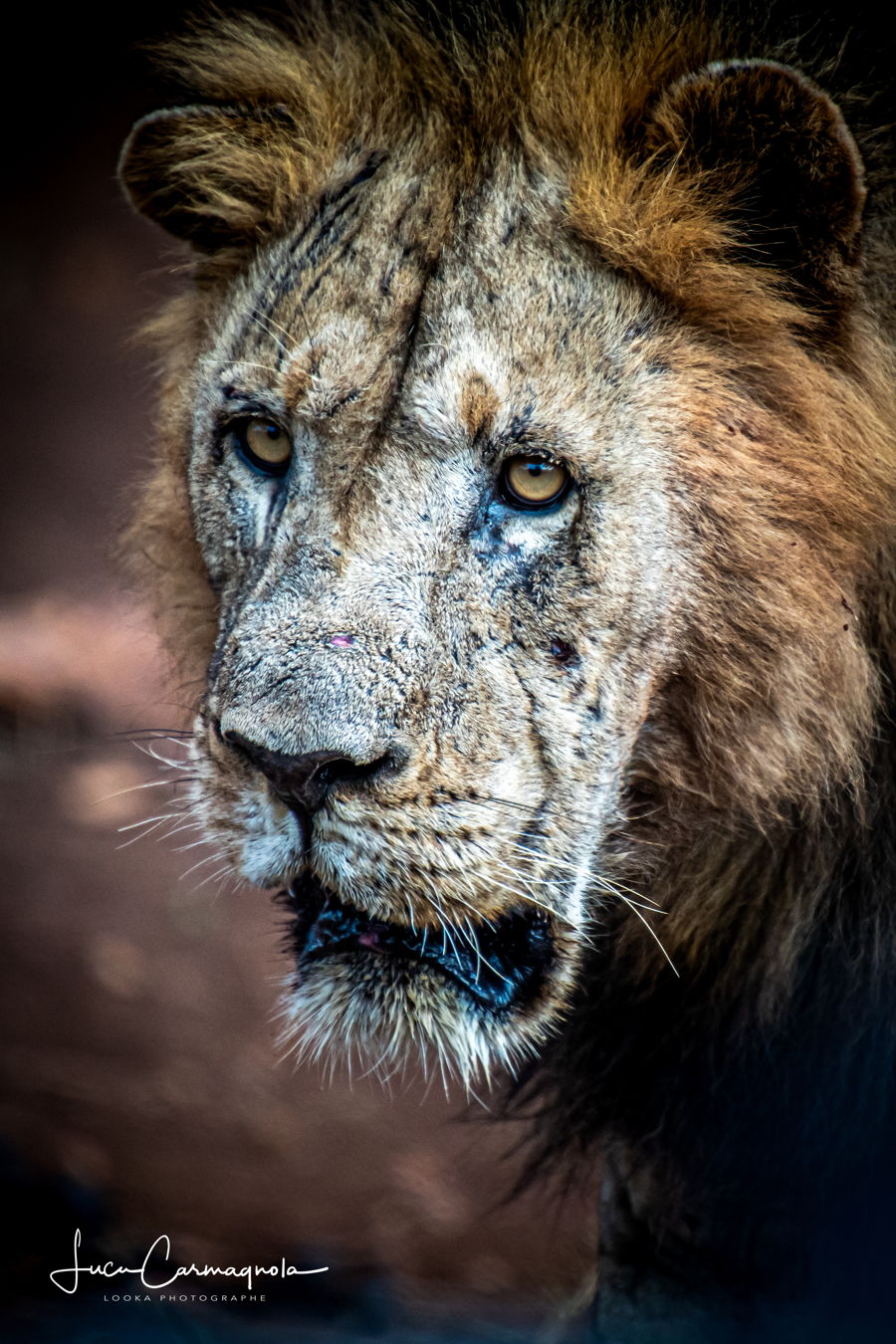 Afrique du Sud 2019 819