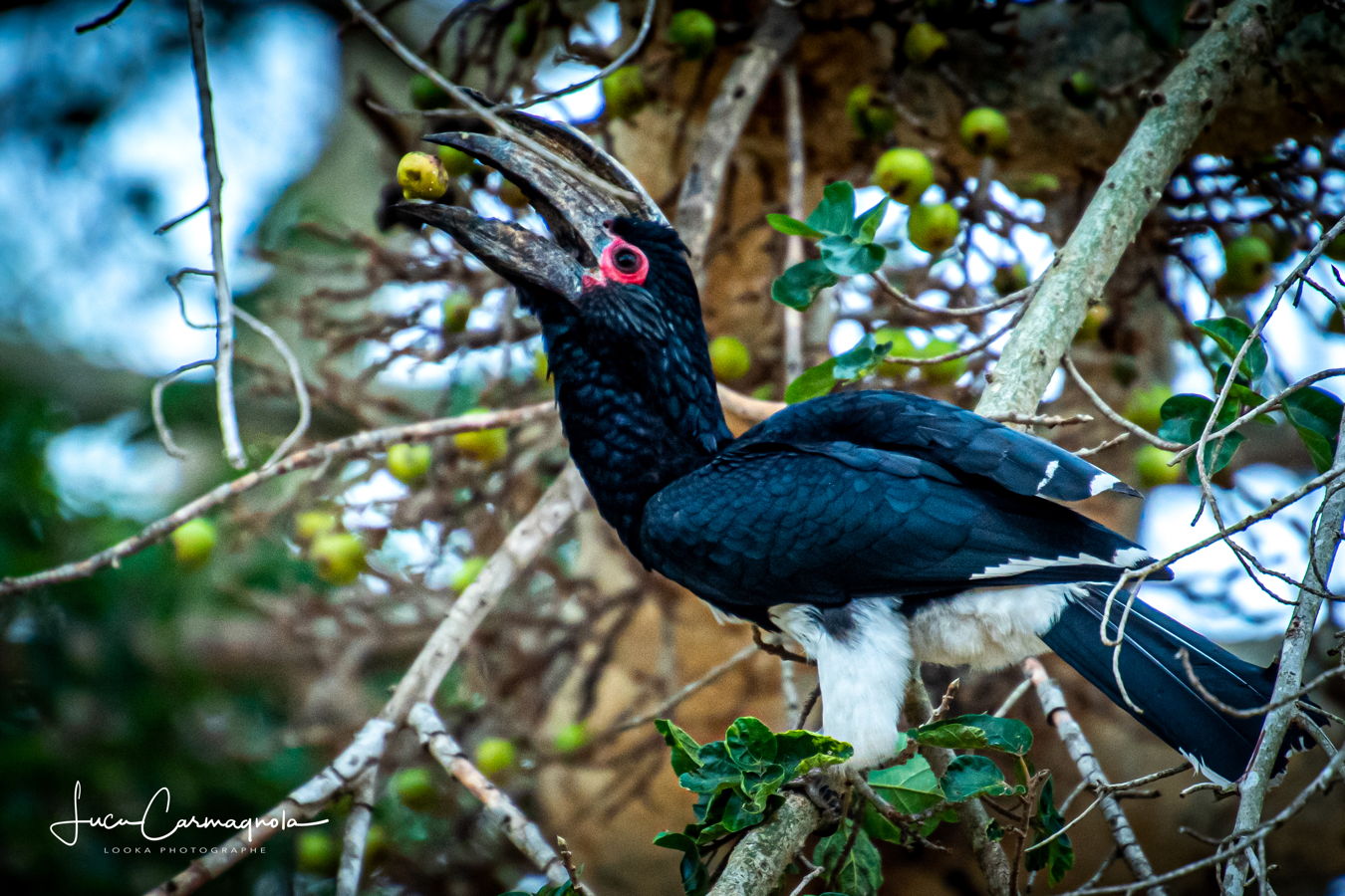 Afrique du Sud 2019 825
