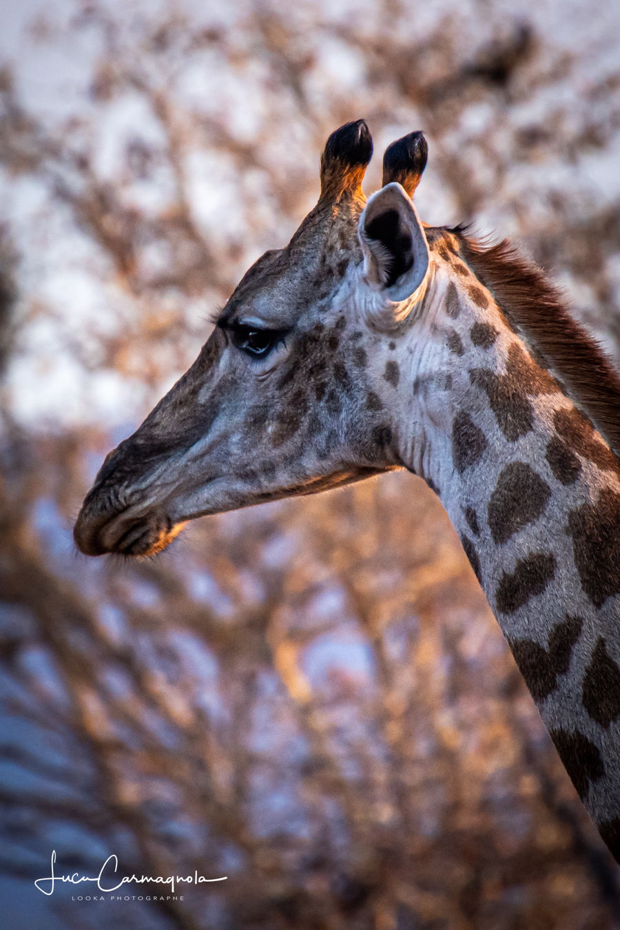 Afrique du Sud 2019 155