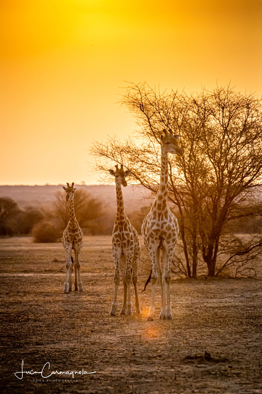 Afrique du Sud 2019 169