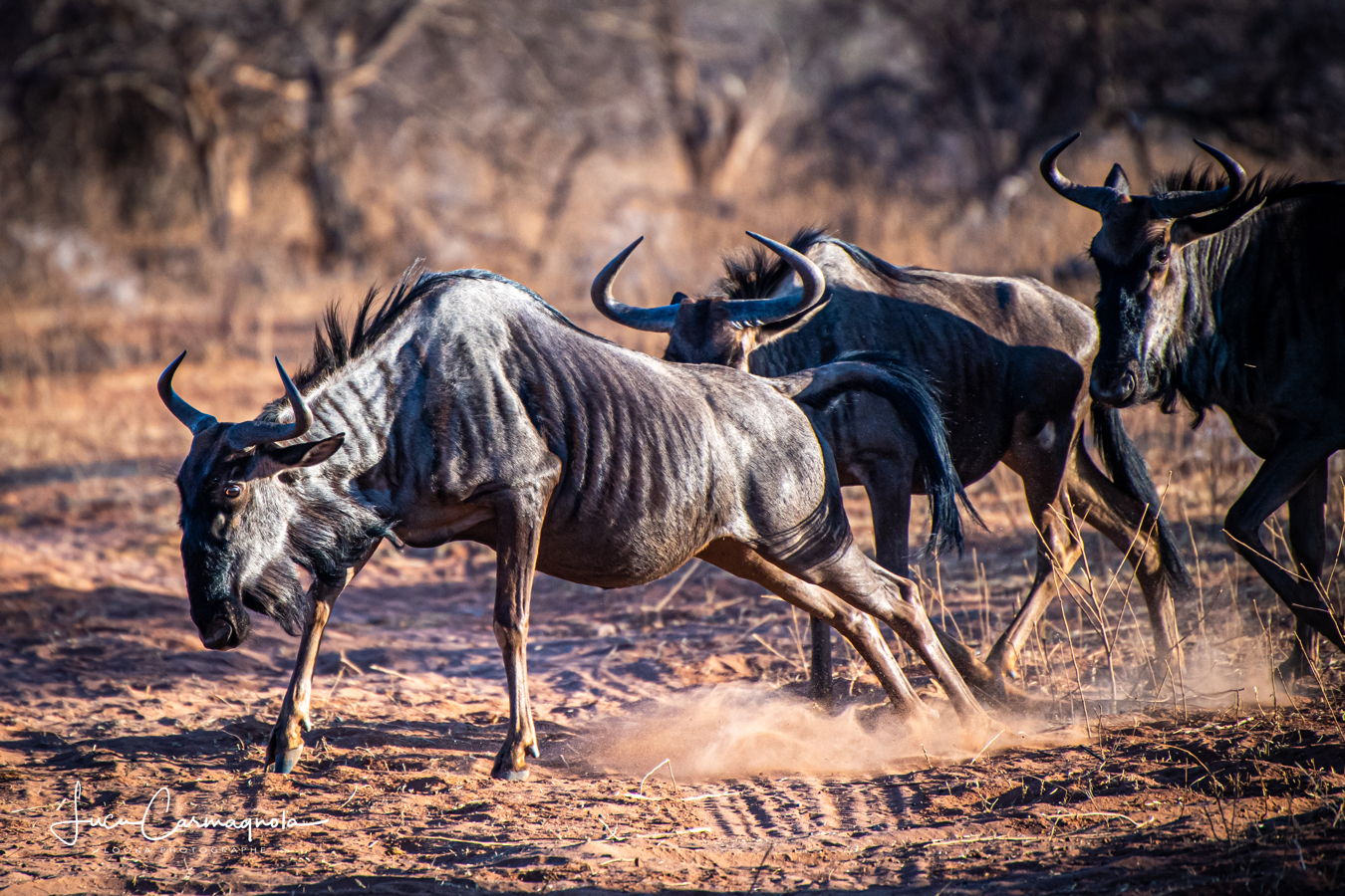 Afrique du Sud 2019 179