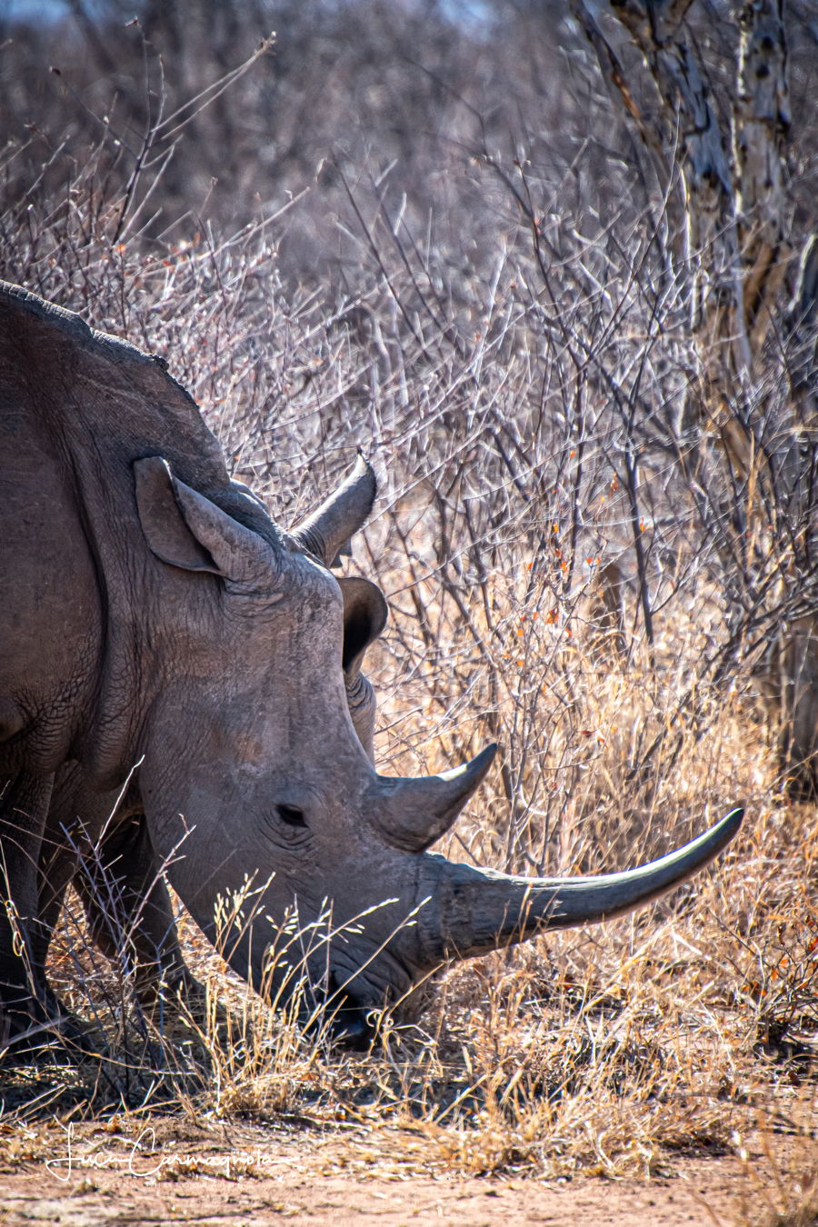 Afrique du Sud 2019 190