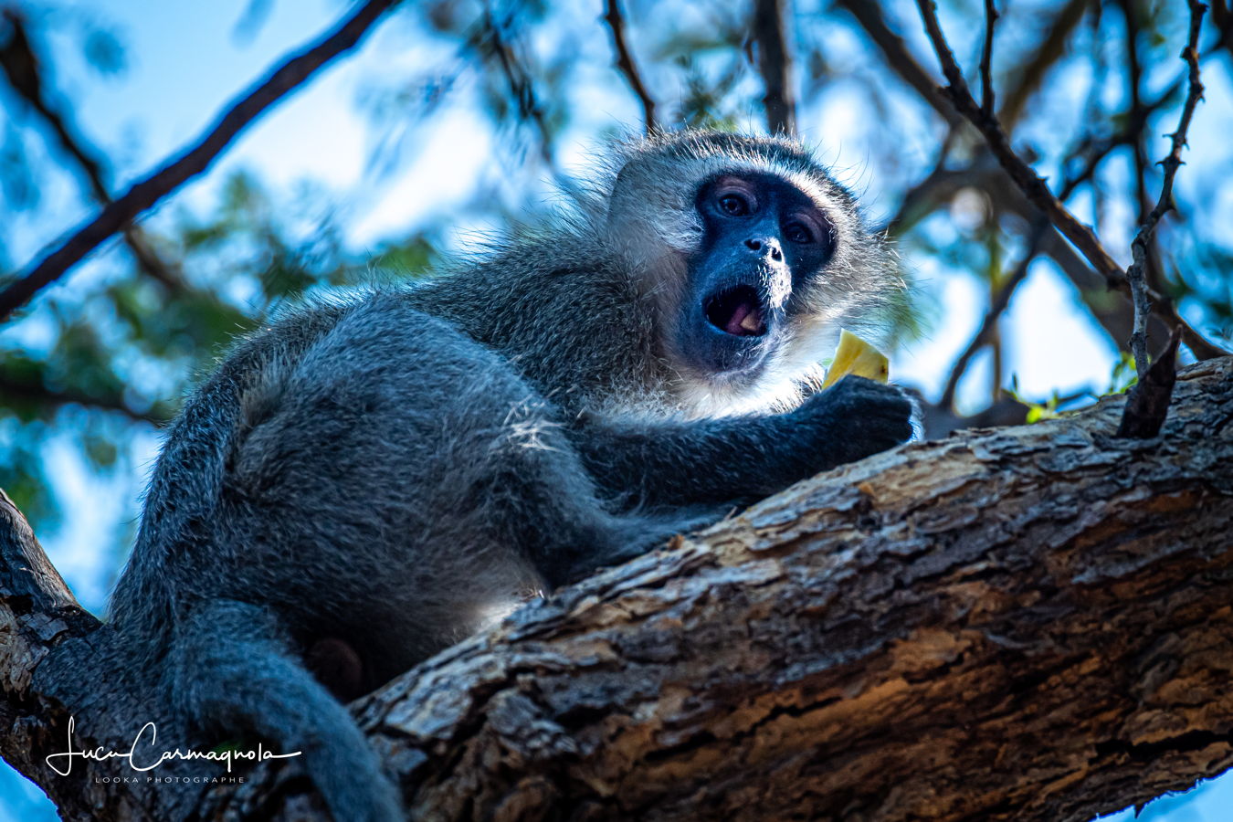 Afrique du Sud 2019 221