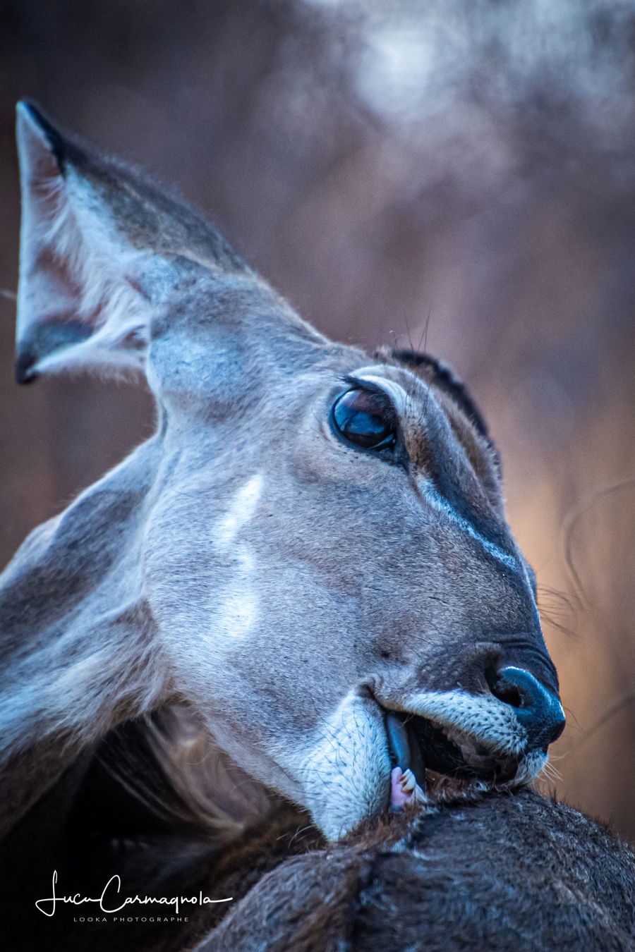 Afrique du Sud 2019 232