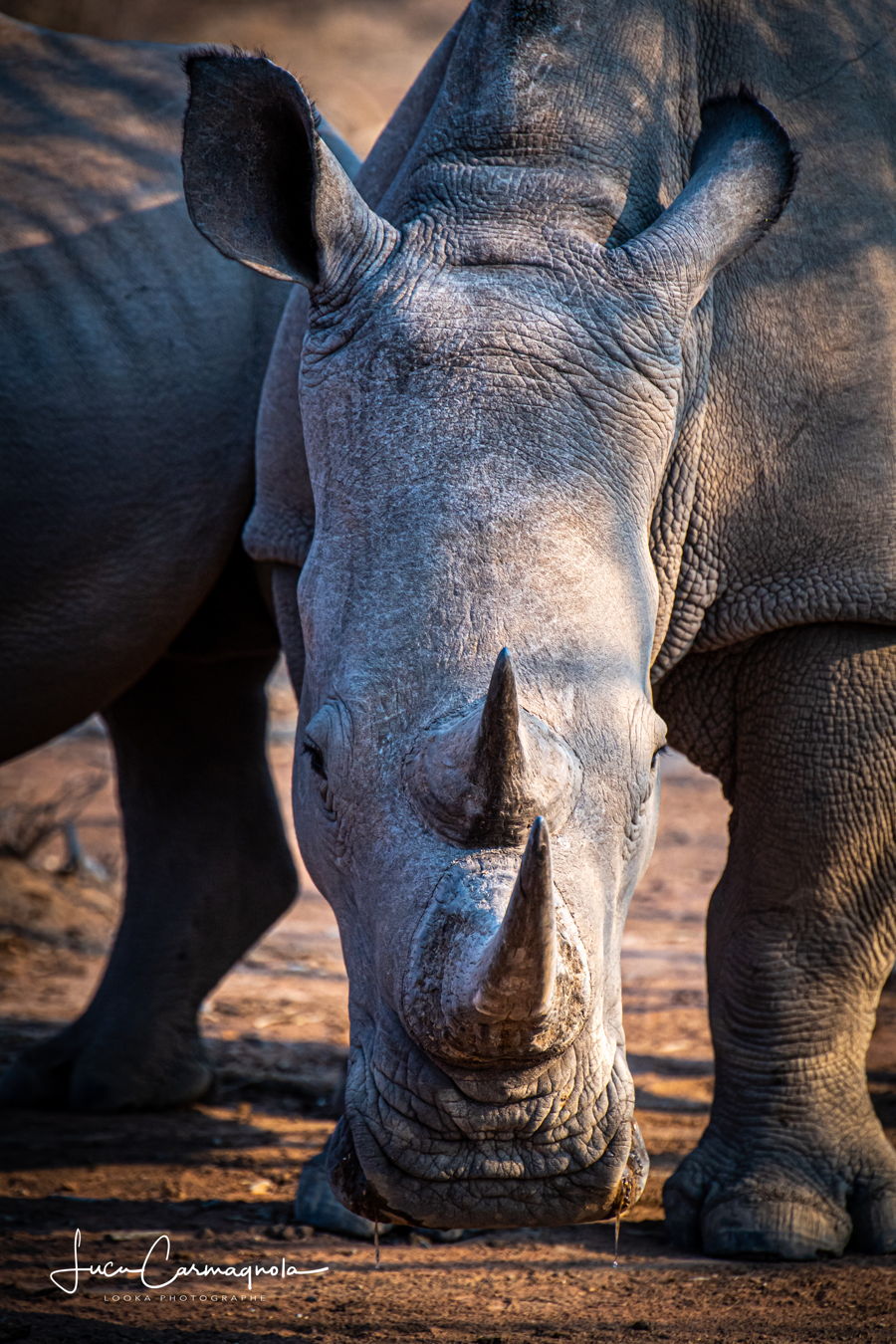 Afrique du Sud 2019 245