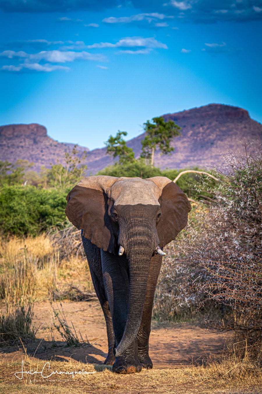Afrique du Sud 2019 265