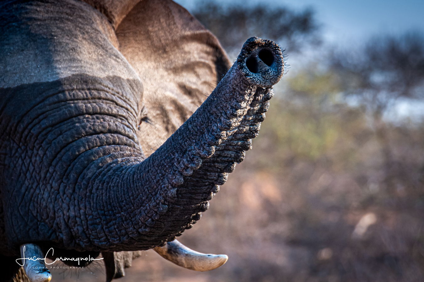Afrique du Sud 2019 270