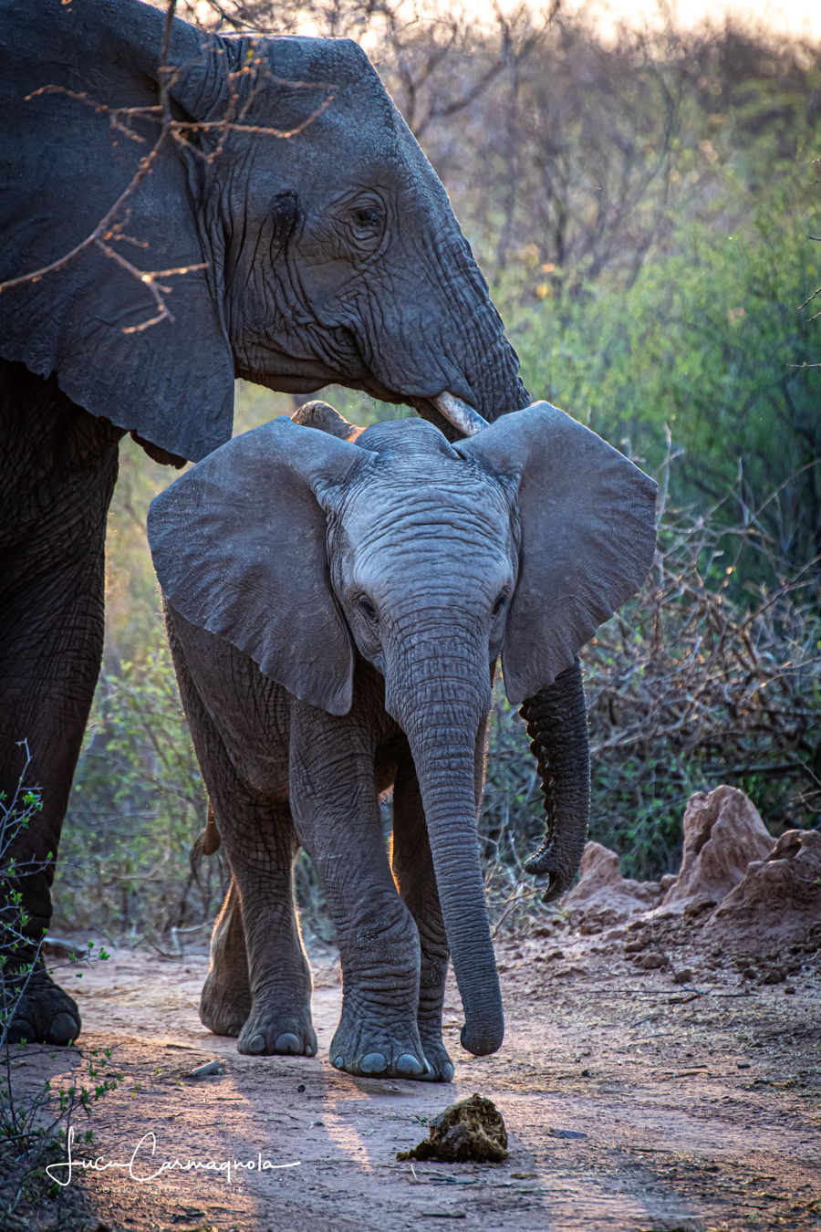 Afrique du Sud 2019 284