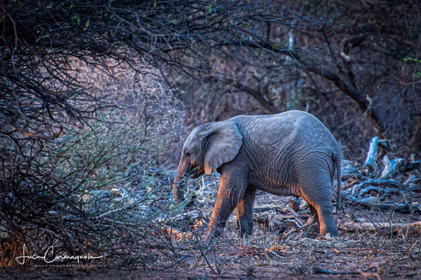 Afrique du Sud 2019 295
