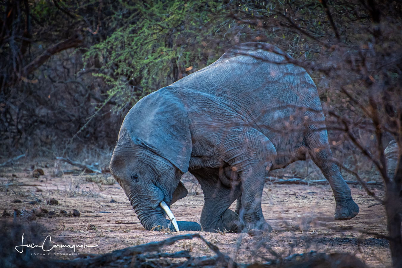 Afrique du Sud 2019 296