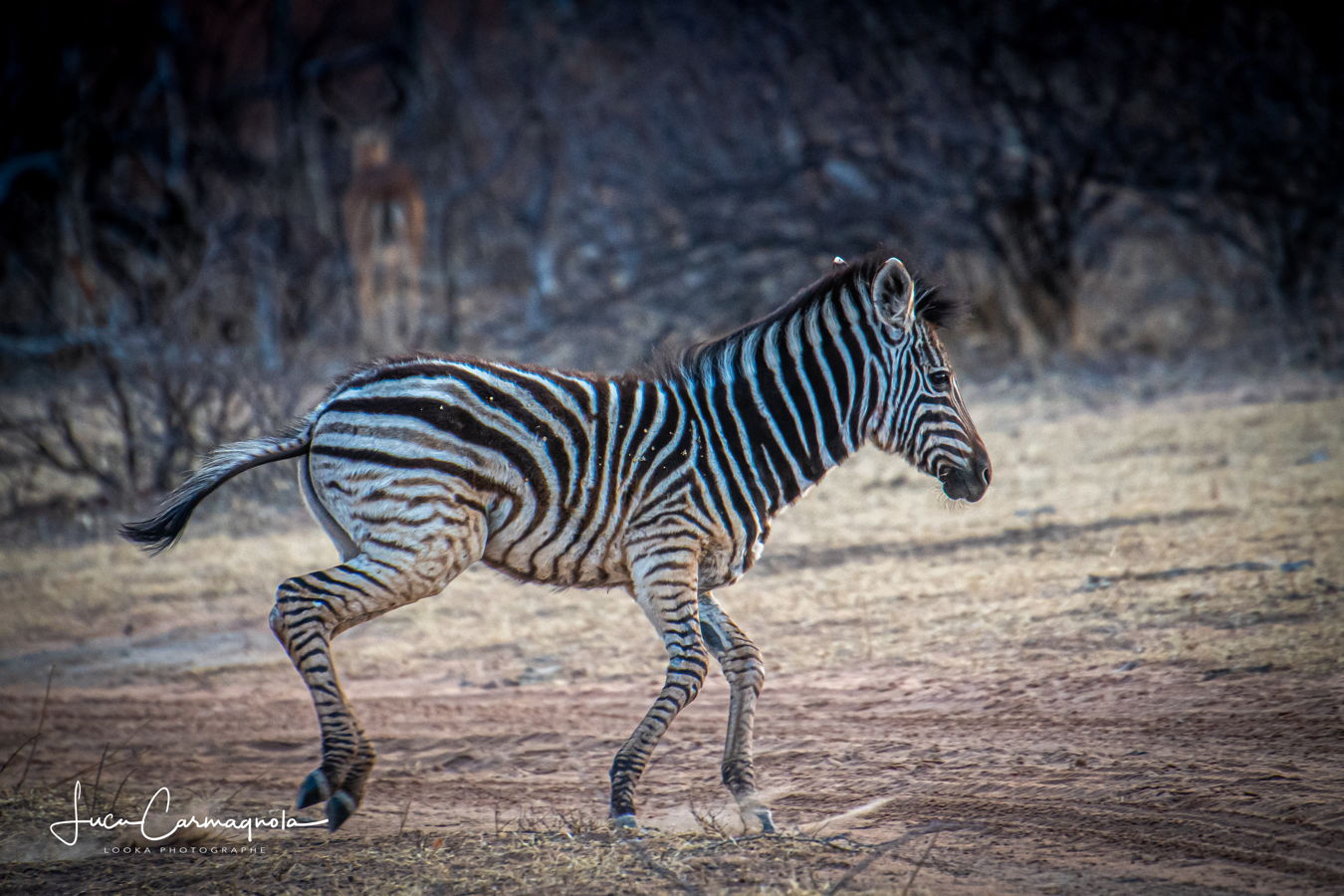 Afrique du Sud 2019 306