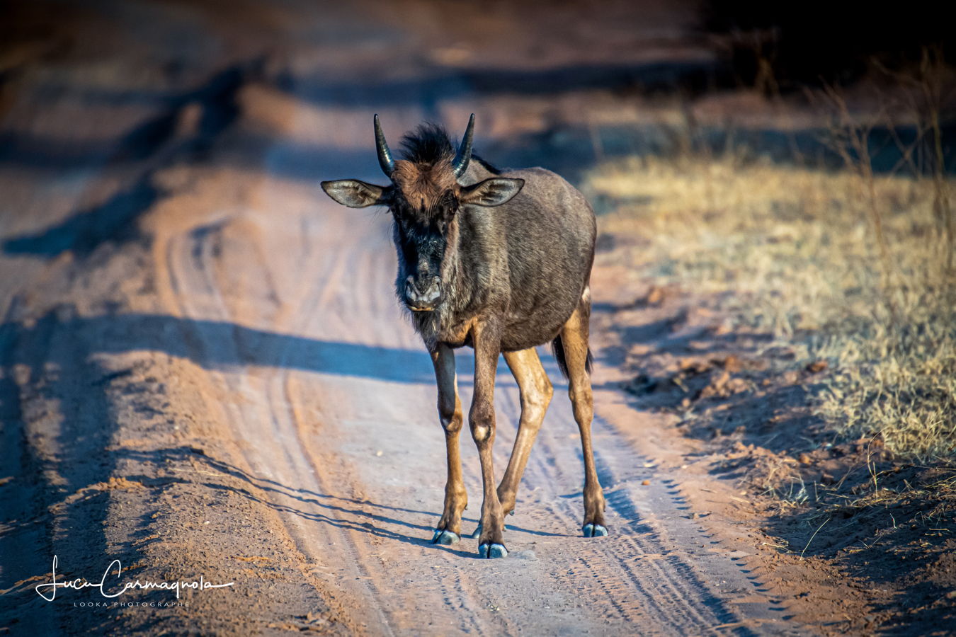 Afrique du Sud 2019 307